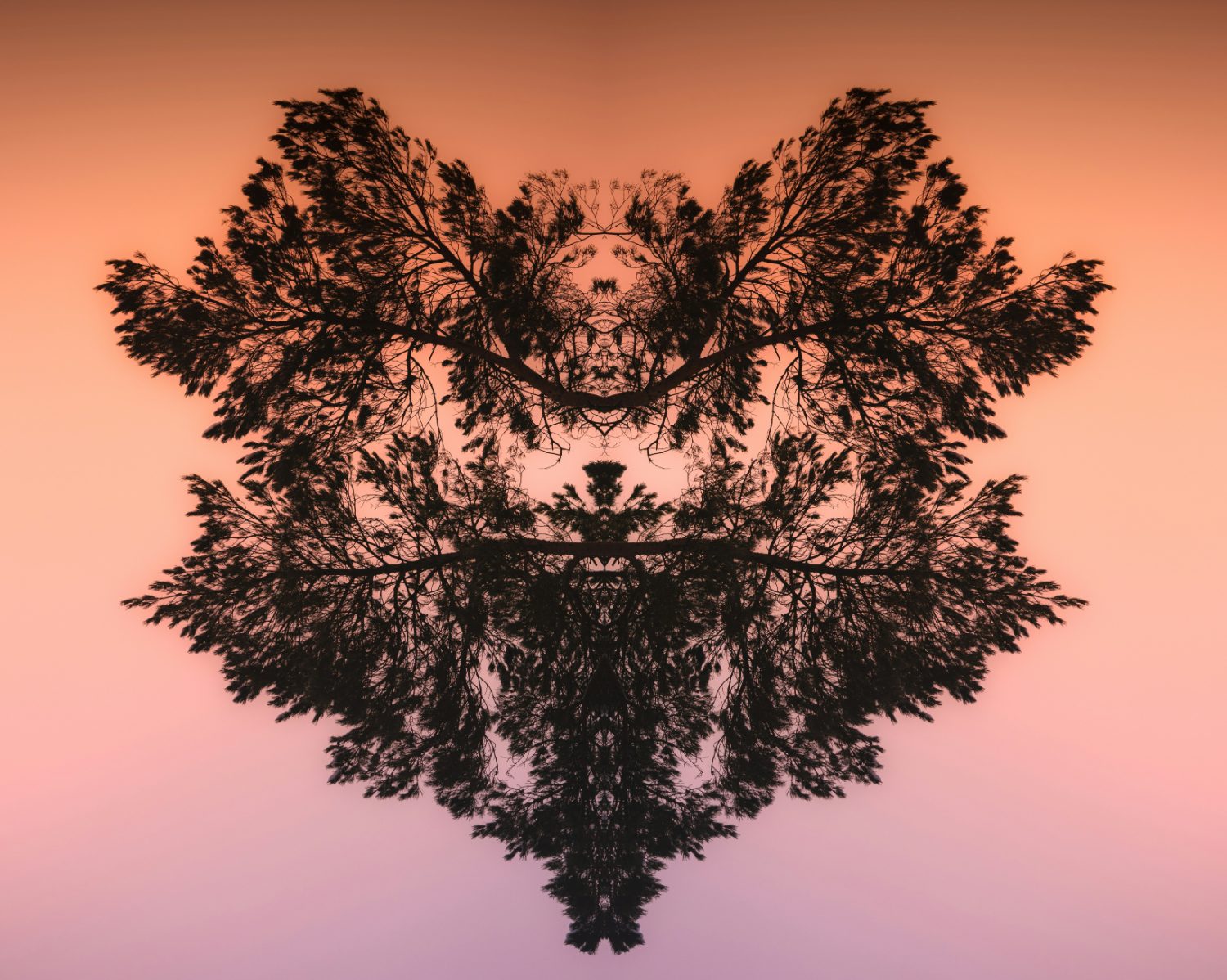 Symmetrical reflection of tree branches creating an abstract shape.