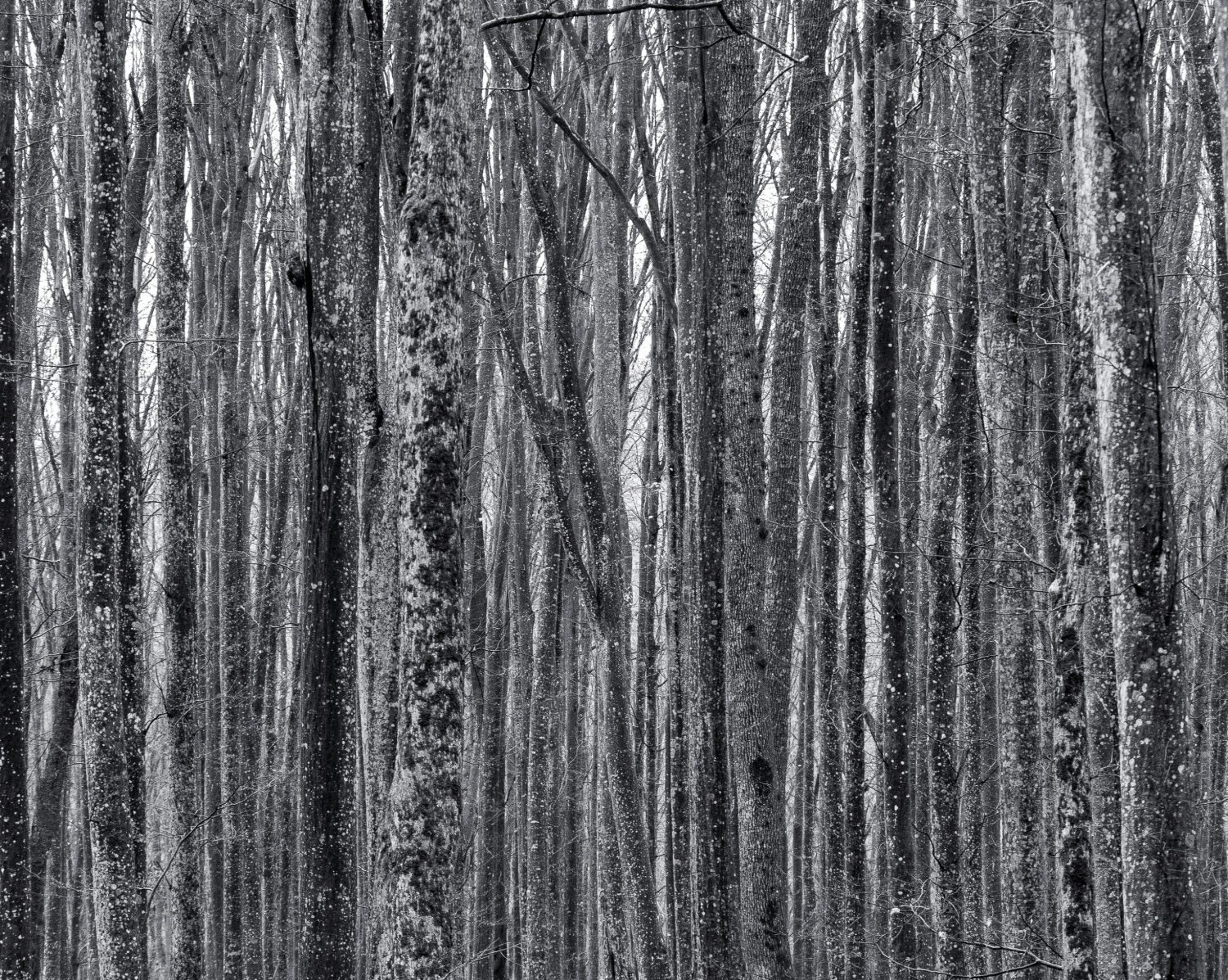 Dense forest of repeating tree trunks extending into the distance.